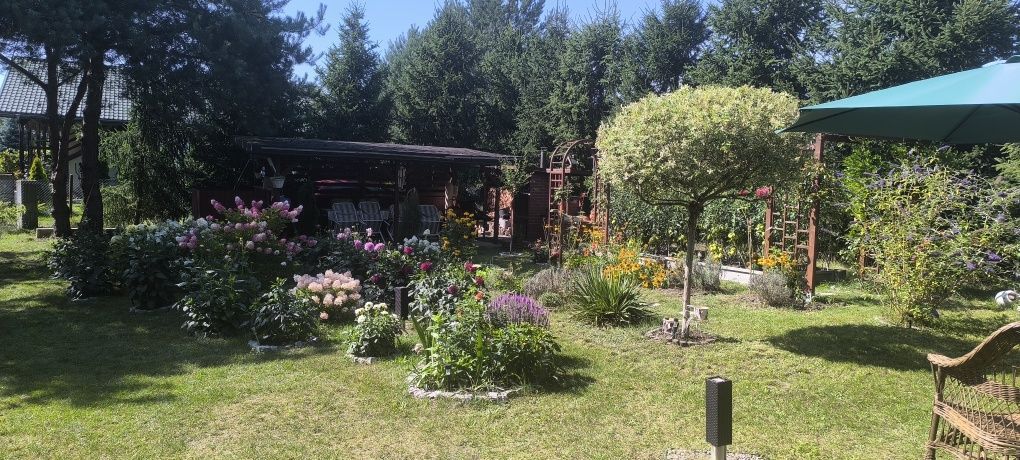 Działka Dąb Polski. Zdjęcie 2