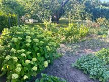 Działka rod Zielona Góra. Zdjęcie 1