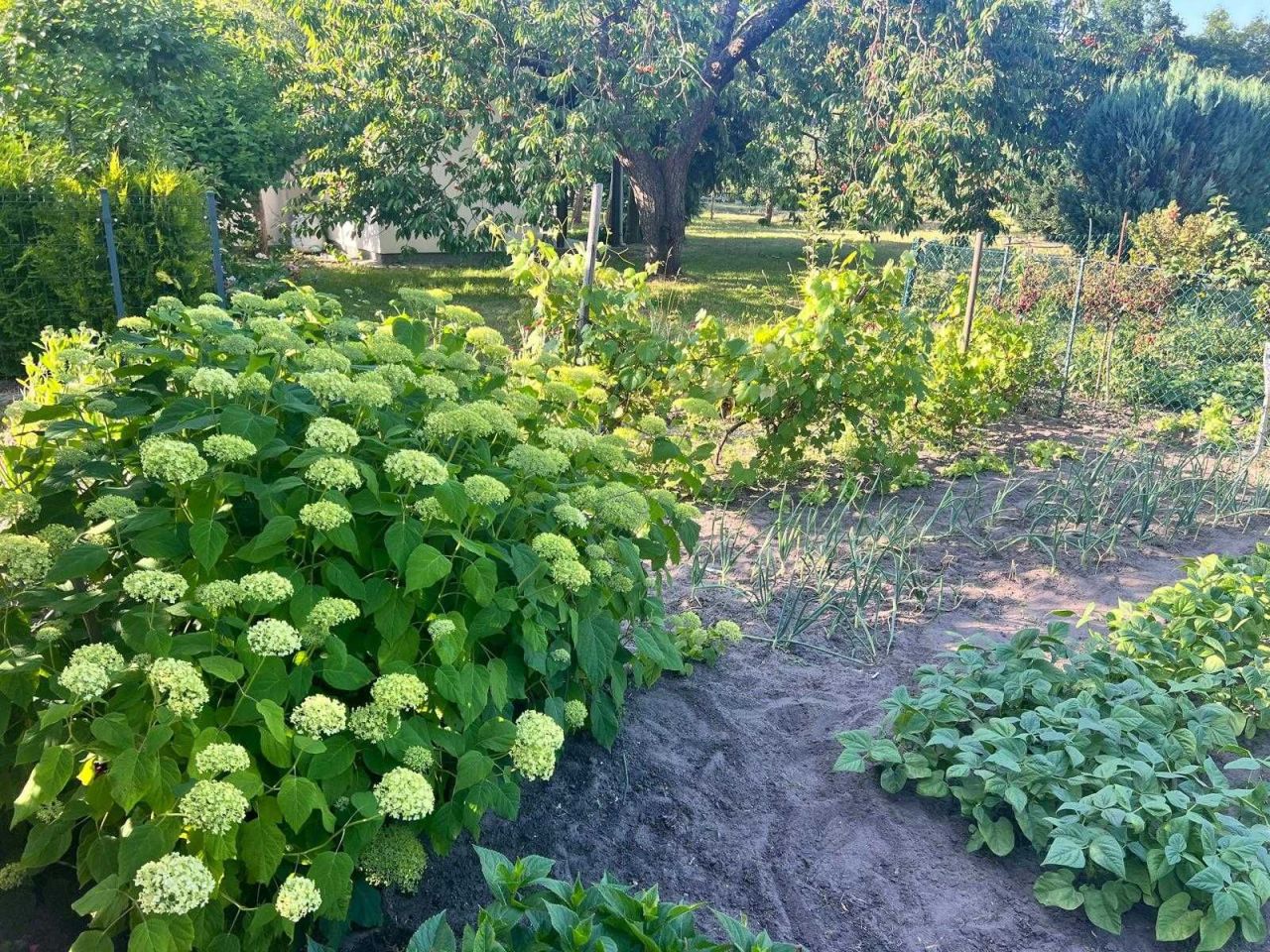 Działka rod Zielona Góra. Zdjęcie 2