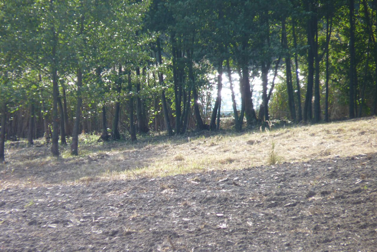 Działka rolna Zieleniewo. Zdjęcie 7