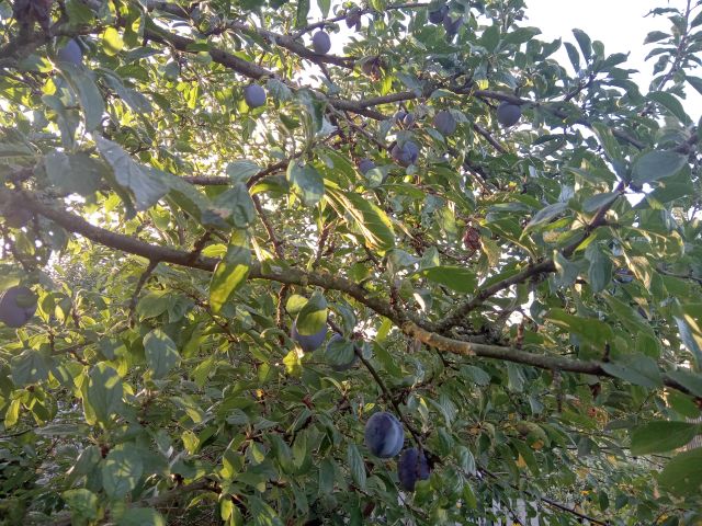 Działka rod Witkowo Witkowo-Osiedle, ul. Spokojna. Zdjęcie 1