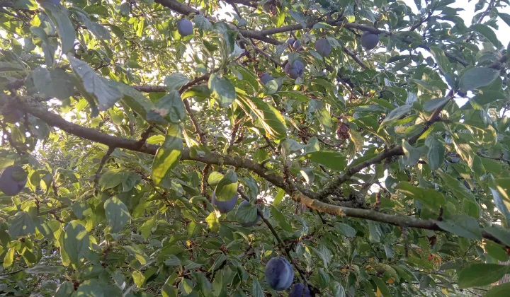 Działka rod Witkowo Witkowo-Osiedle, ul. Spokojna