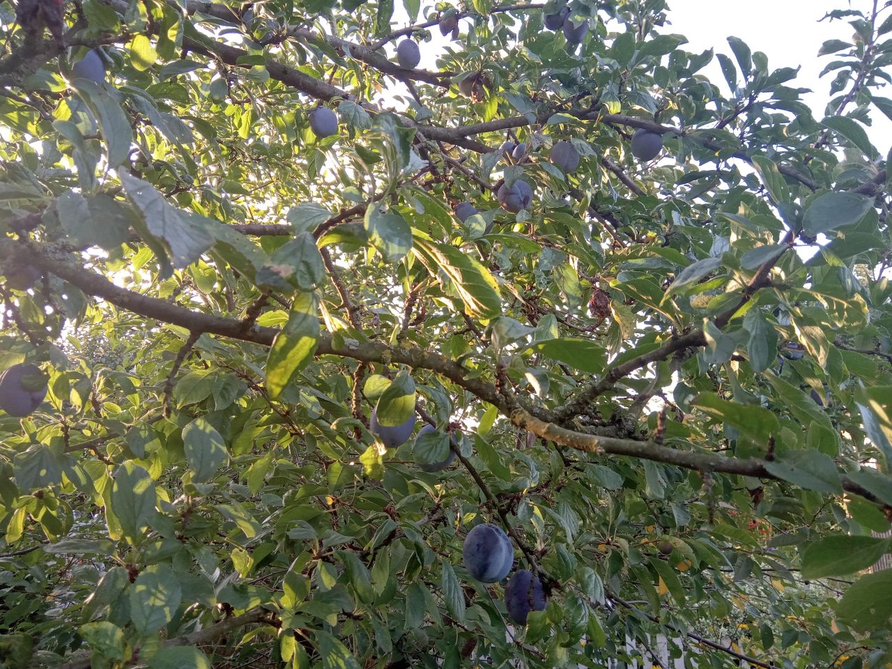 Działka rod Witkowo Witkowo-Osiedle, ul. Spokojna. Zdjęcie 1