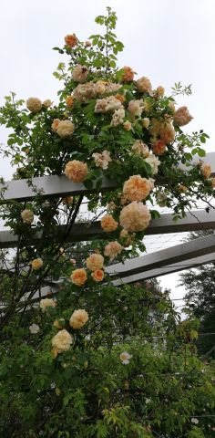 Mieszkanie 3-pokojowe Warszawa Natolin, ul. Małej Łąki. Zdjęcie 14