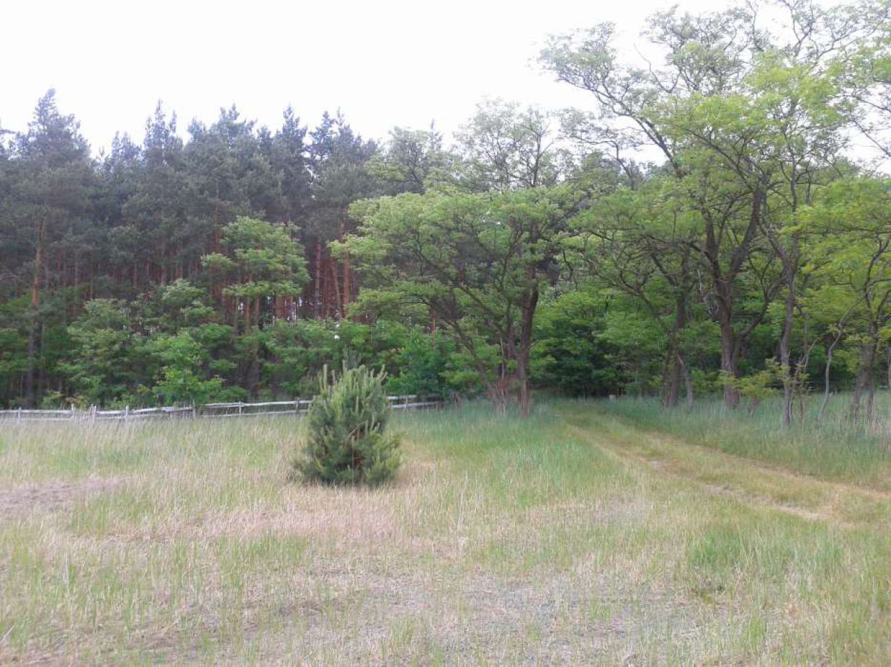 Działka rolna Pieczyska Iłowskie. Zdjęcie 2