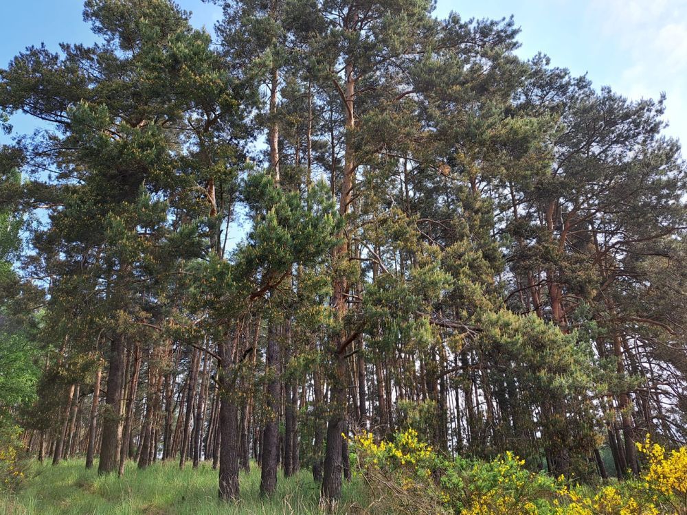 Działka leśna Laski. Zdjęcie 7