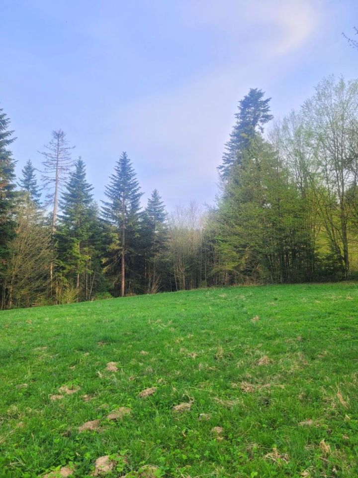 Działka rolna Werlas. Zdjęcie 4