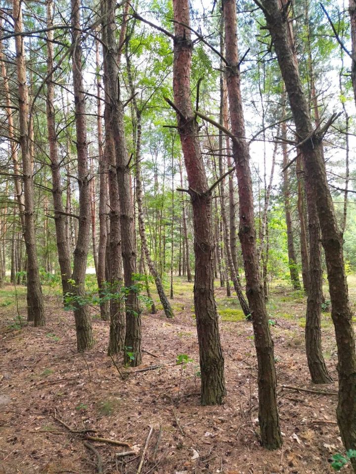 Działka Gościencin. Zdjęcie 4