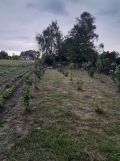 Działka budowlana Wołów. Zdjęcie 1