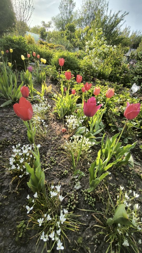 Działka rod Legnica. Zdjęcie 6