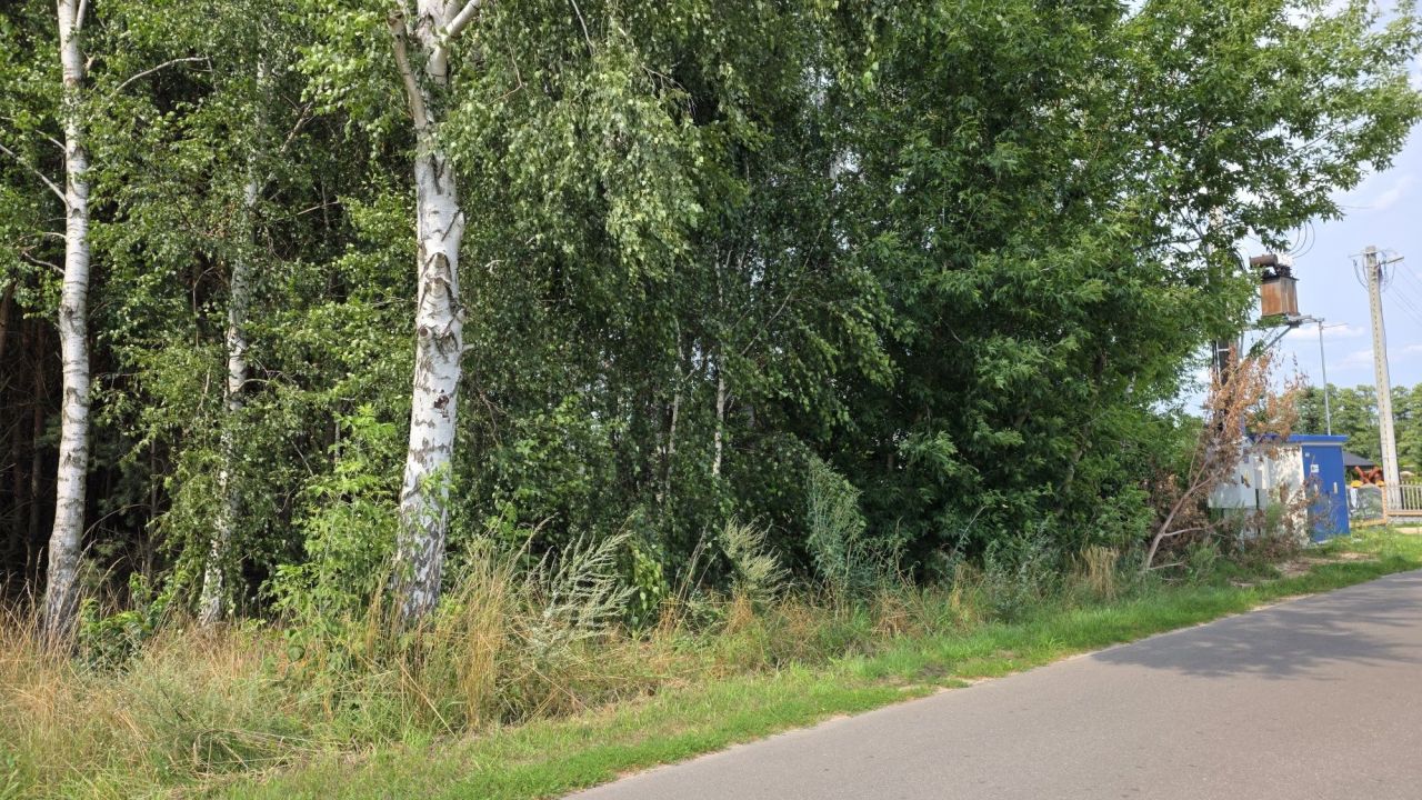 Działka leśna Ruda Jeżewska. Zdjęcie 2