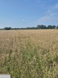 Działka rolna Kępa Nadbrzeska. Zdjęcie 2