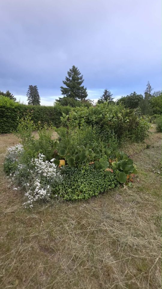 Działka rod Gorzów Wielkopolski, ul. Żwirowa. Zdjęcie 2