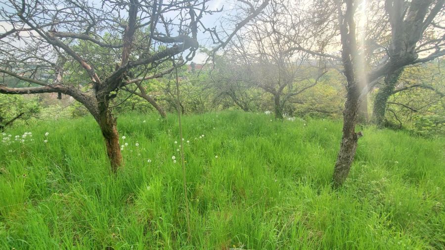 Działka rod Gdańsk. Zdjęcie 17