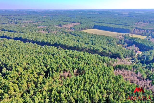 Działka leśna Bobrownickie Pole. Zdjęcie 4
