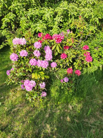 Działka rod Żabieniec, Główna. Zdjęcie 4