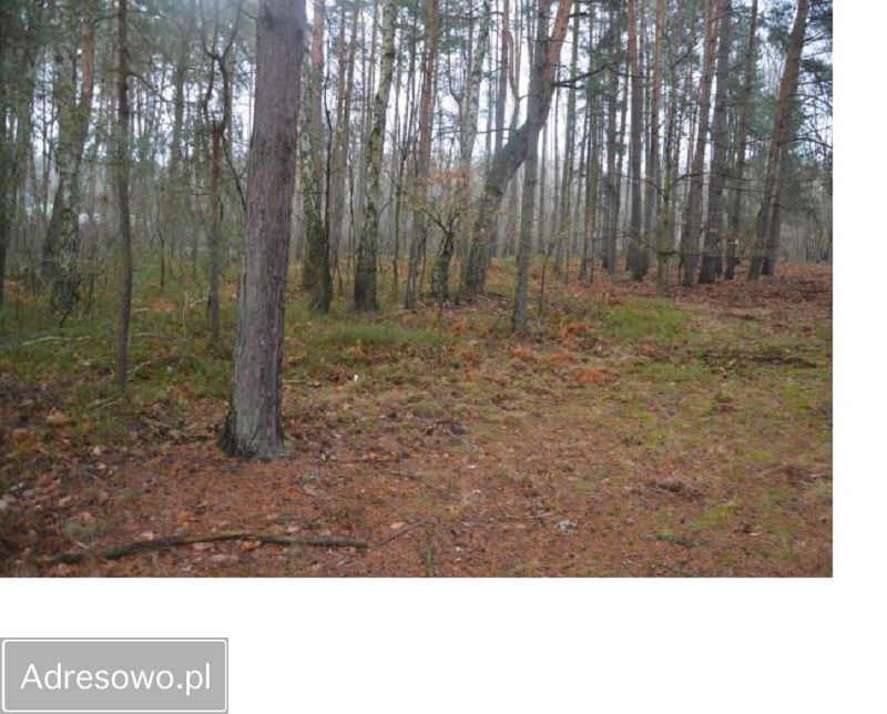 Działka leśna Bartniki, ul. Spokojna. Zdjęcie 6