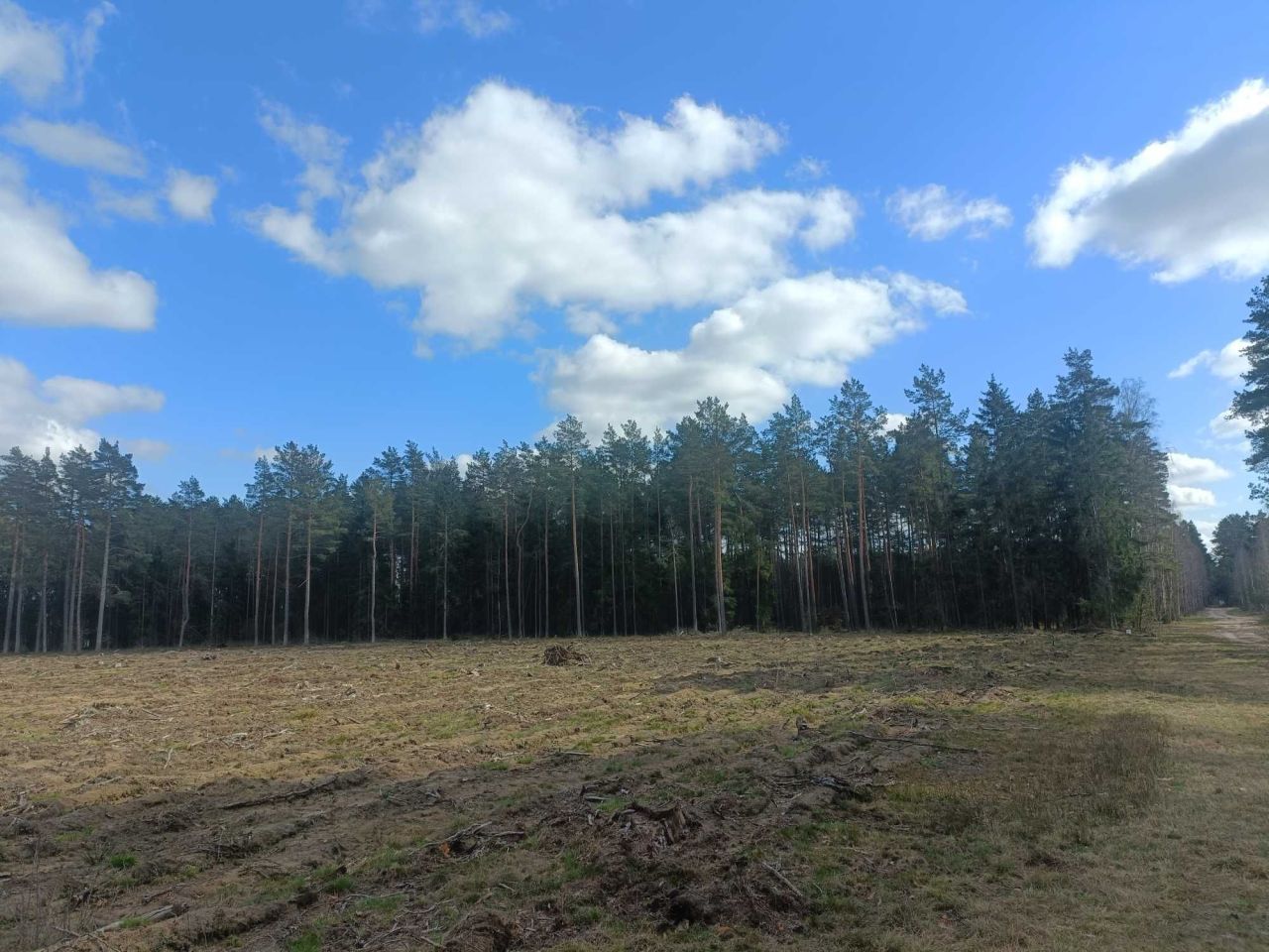 Działka leśna Szczytno. Zdjęcie 2