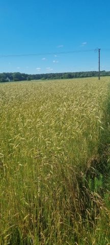 Działka budowlana Kozłówka Sachalin. Zdjęcie 1