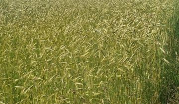 Działka budowlana Kozłówka Sachalin