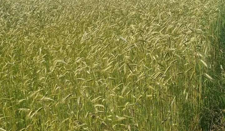 Działka budowlana Kozłówka Sachalin