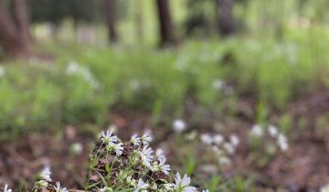 Działka rekreacyjna Marcyporęba