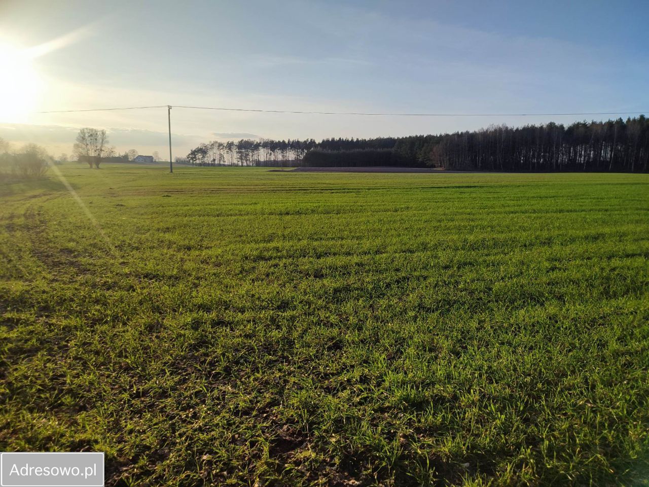 Działka rolna Koteże. Zdjęcie 4