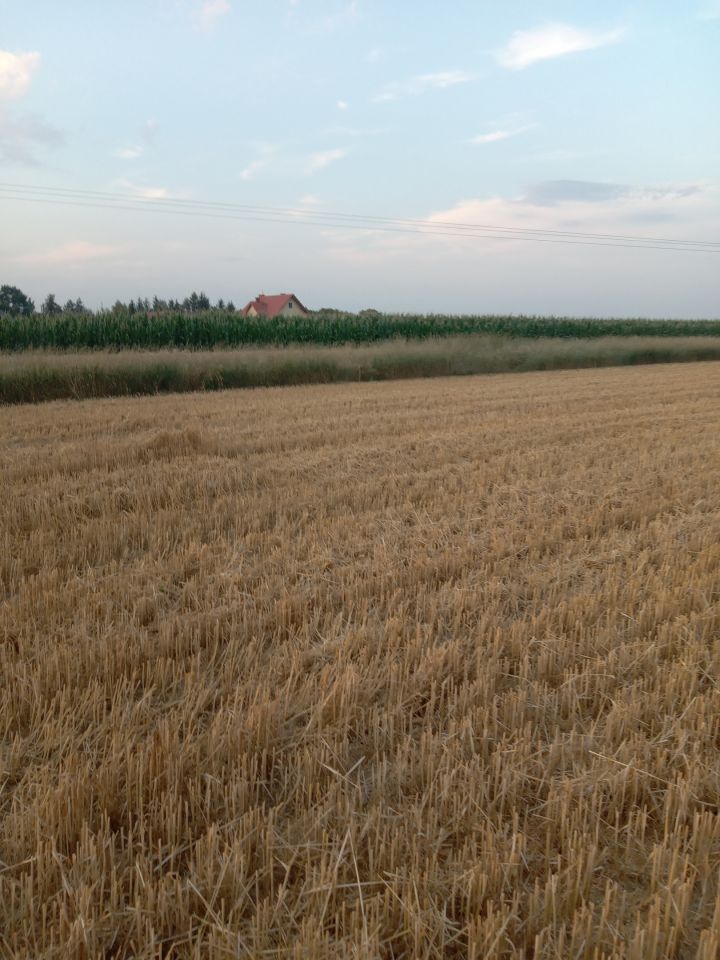 Działka budowlana Rogóżno. Zdjęcie 4