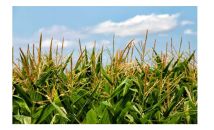 Działka rolna Witoszyn. Zdjęcie 1