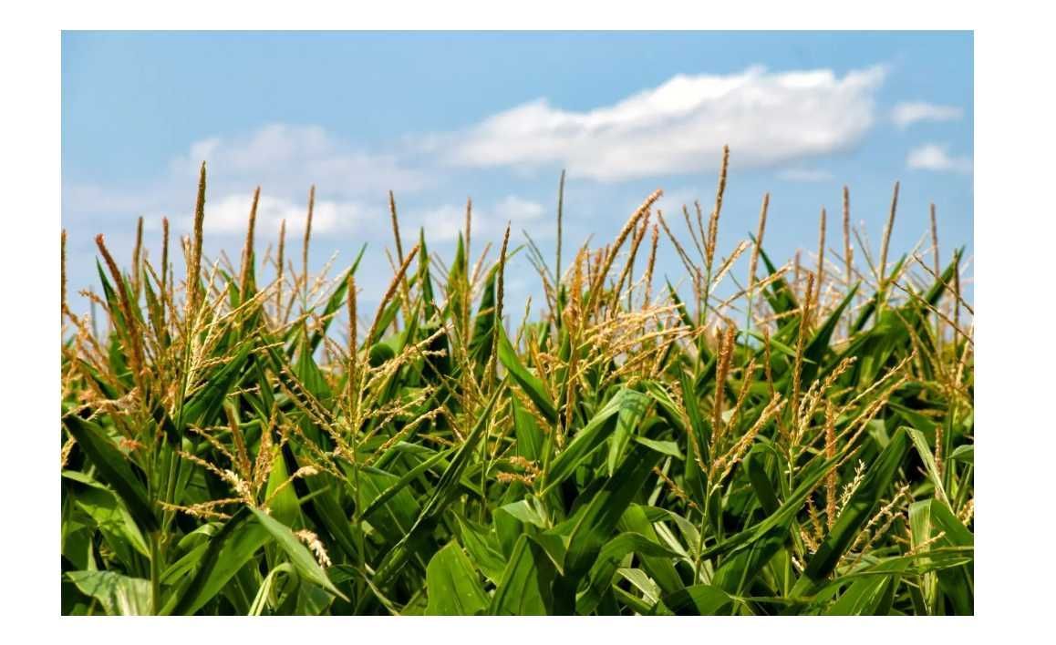 Działka rolna Witoszyn. Zdjęcie 2