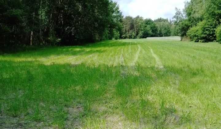 Działka rolno-budowlana Zofia