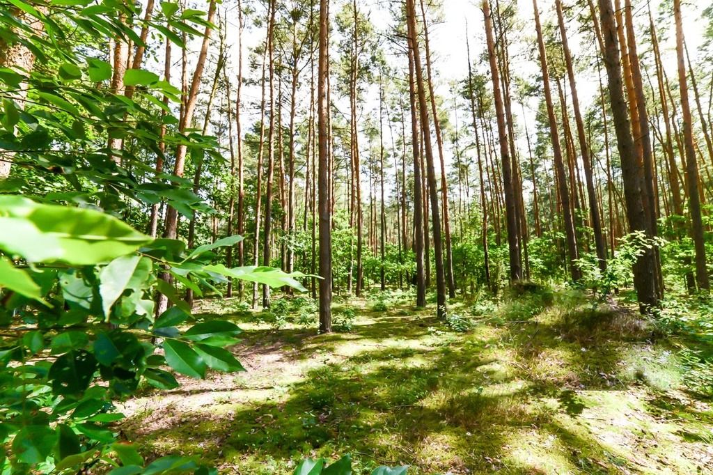 Działka rekreacyjna Poddębie. Zdjęcie 5