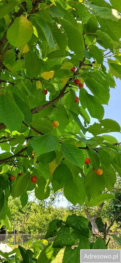 Działka rod Tarnów. Zdjęcie 4