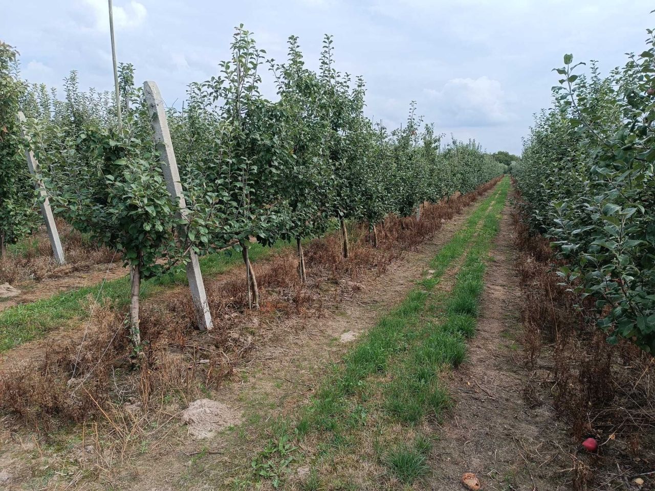 gospodarstwo Niesiołowice. Zdjęcie 7