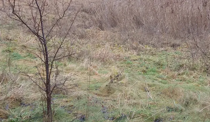 Działka rolno-budowlana Labuszewo