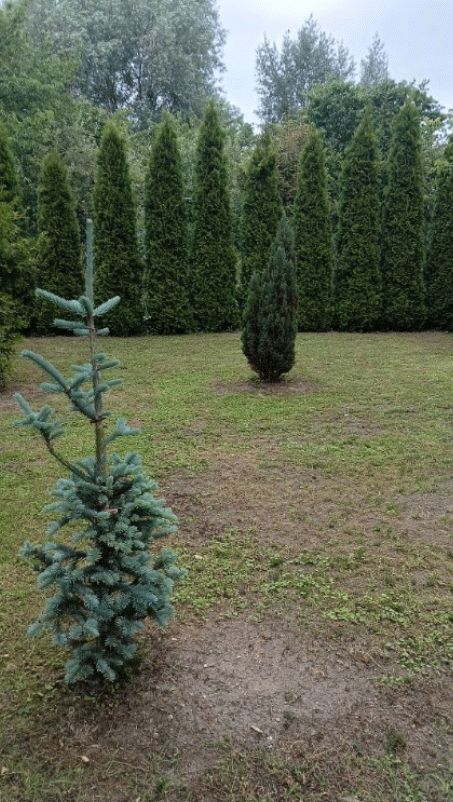Działka rod Grudziądz, ul. Łyskowskiego. Zdjęcie 3