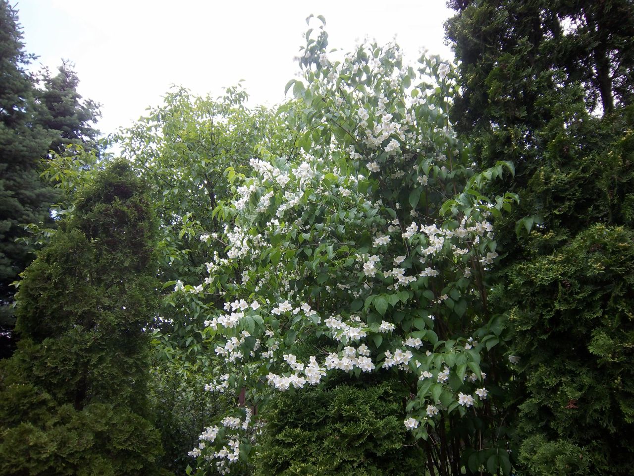 dom wolnostojący, 5 pokoi Długa Szlachecka, ul. Jana Matejki. Zdjęcie 19