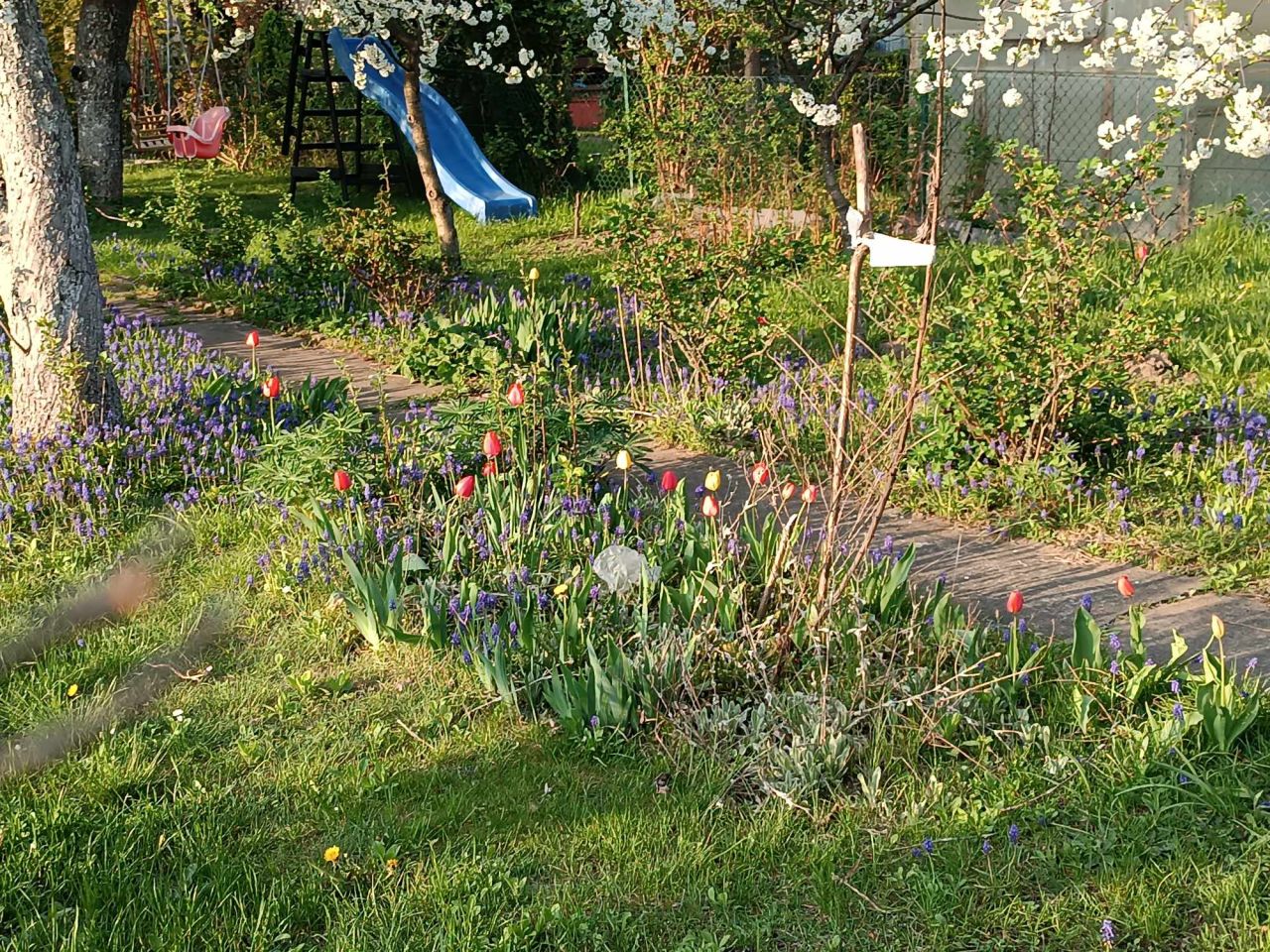 Działka rod Gdańsk Chełm, ul. Zamiejska. Zdjęcie 5