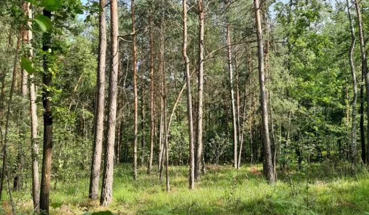 Działka leśna Owieczki