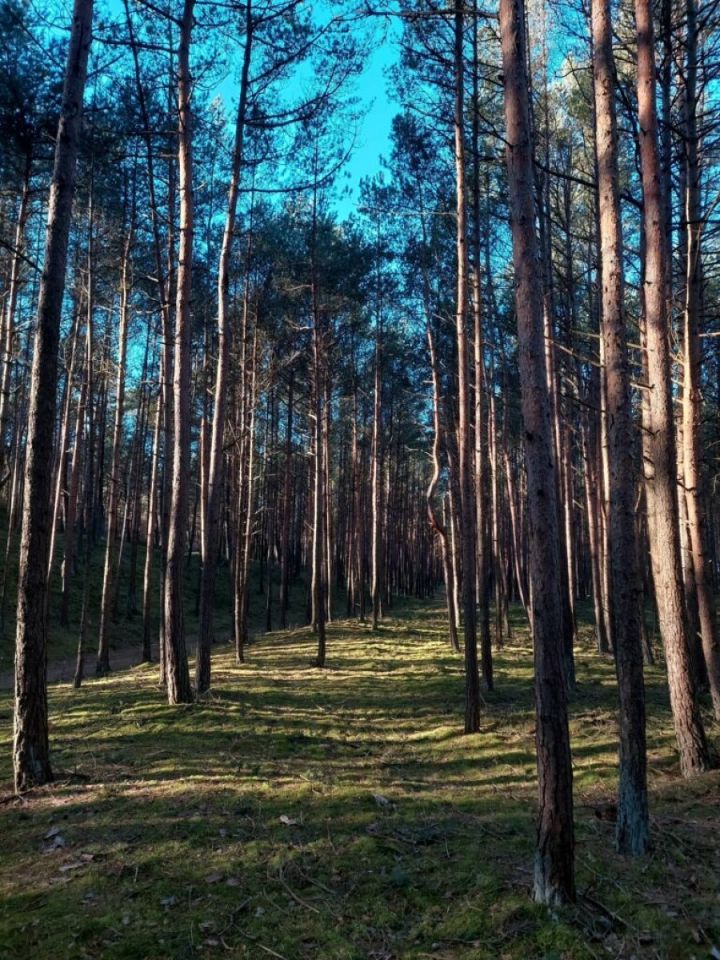 Działka rolna Grzybowo. Zdjęcie 13