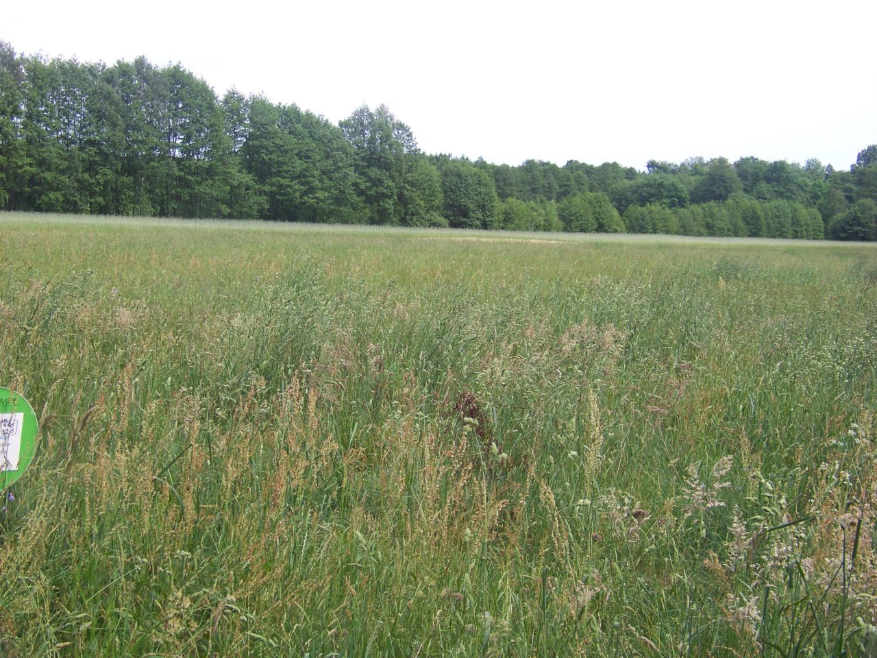 Działka rolno-budowlana Krzywośnity. Zdjęcie 4