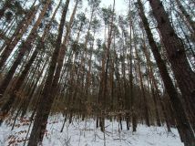 Działka leśna Władysławów, ul. Brzozowa. Zdjęcie 2