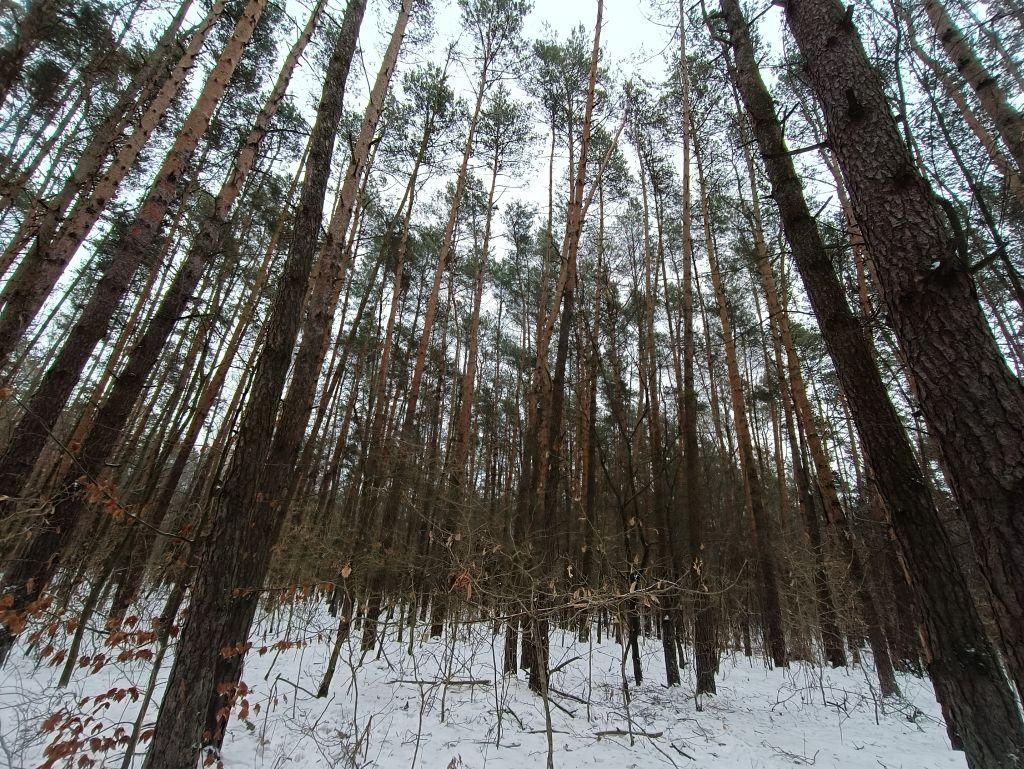 Działka leśna Władysławów, ul. Brzozowa. Zdjęcie 3