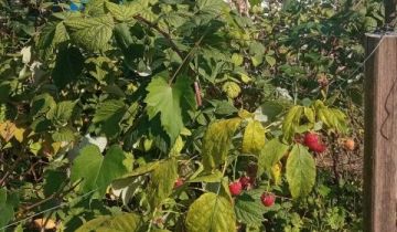 Działka rod Wrocław Krzyki, ul. Wilcza