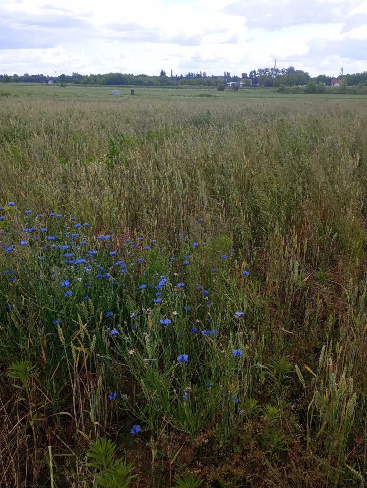 Działka budowlana Przeworsk, ul. Pod Chałupkami. Zdjęcie 5