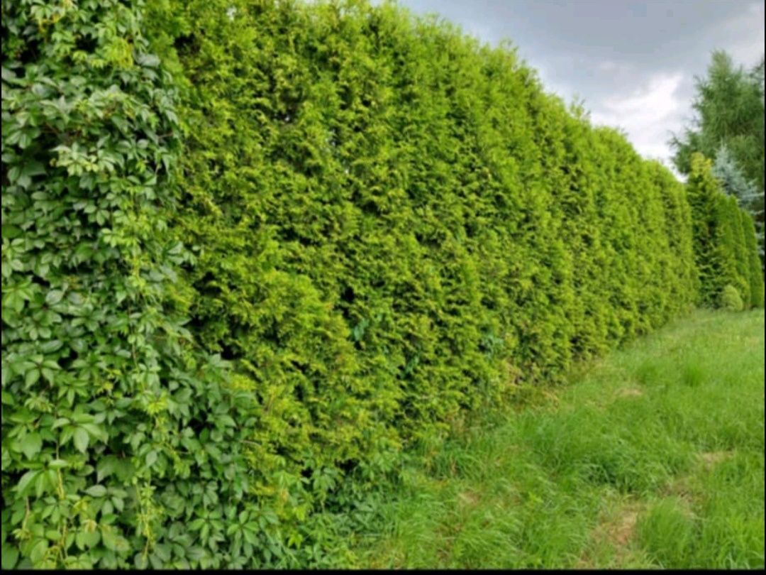 Działka budowlana Kraków, ul. Trzcinowa. Zdjęcie 2