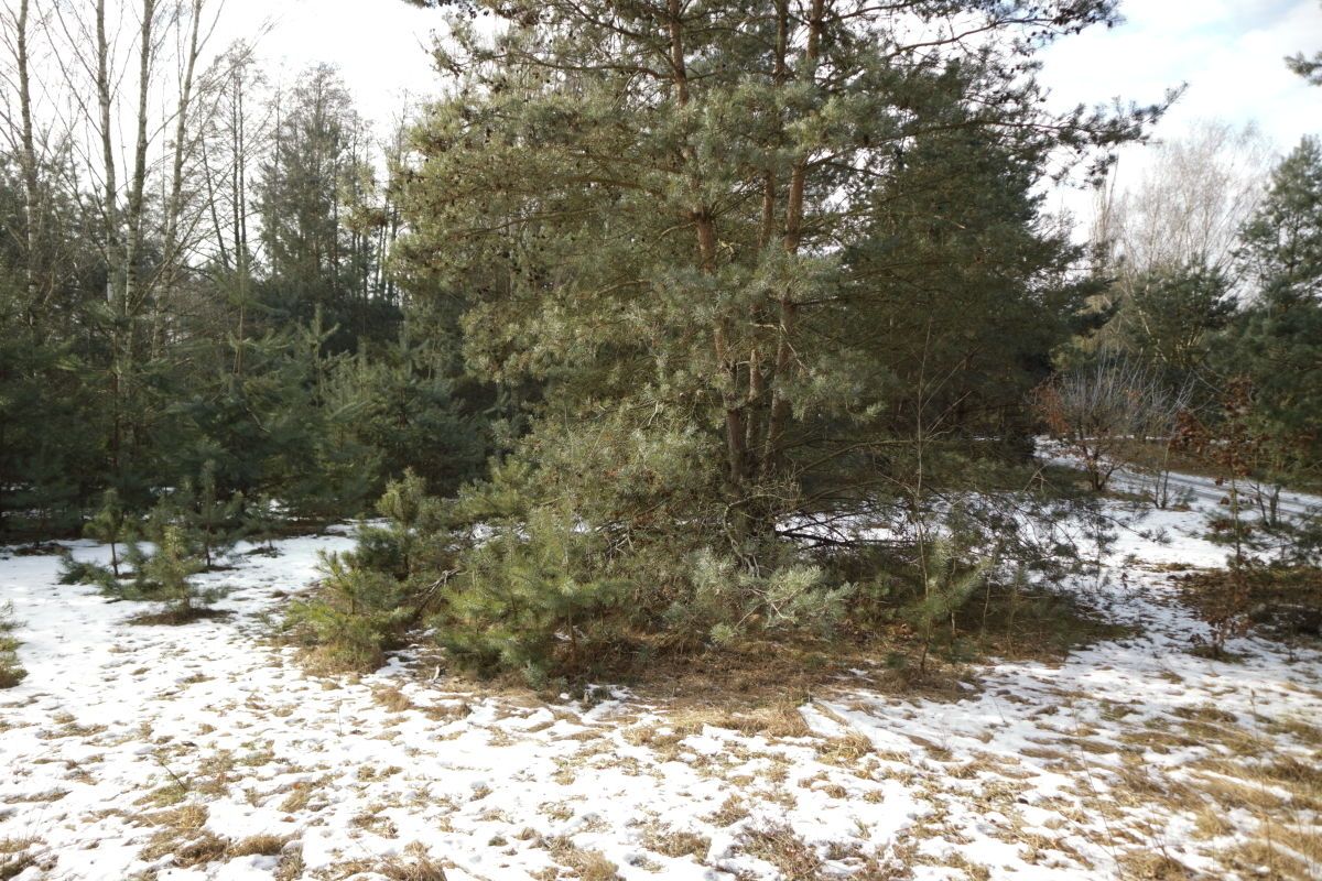 Działka budowlana Nekielka, ul. Kwiatowa. Zdjęcie 5