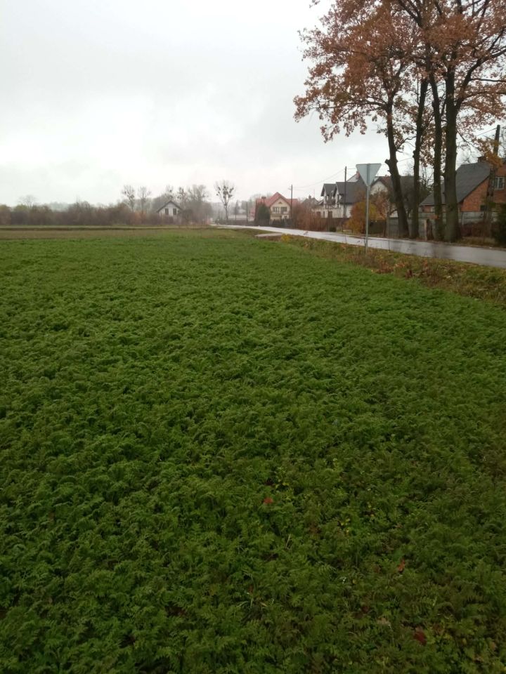 Działka rolno-budowlana Obrębiec. Zdjęcie 2