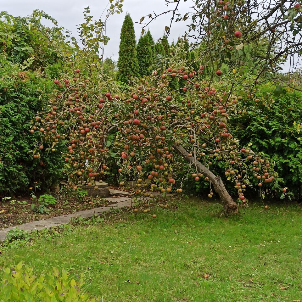 Działka rod Gliwice Sikornik, ul. Rybnicka. Zdjęcie 6