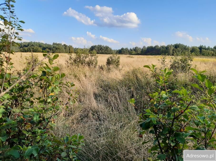 Działka rekreacyjna Andrzejówka. Zdjęcie 3